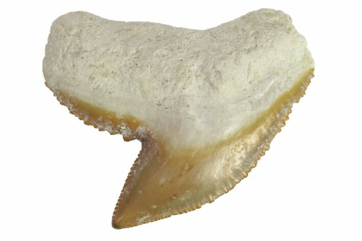 Fossil Tiger Shark Tooth - Bone Valley, Florida #145164